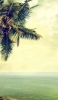 📱ハワイの海と椰子の木 iPhone XS 壁紙・待ち受け