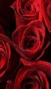 📱複数の赤い薔薇 iPhone XS 壁紙・待ち受け