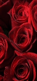 📱水滴のついた赤い薔薇 iPhone 11 Pro 壁紙・待ち受け