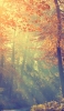📱斜光と秋の森 iPhone X 壁紙・待ち受け