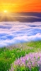 📱夕暮れと雲と紫の花 iPhone 11 Pro 壁紙・待ち受け
