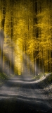 📱黄色の森と林道 iPhone 11 Pro 壁紙・待ち受け