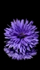 📱花びらの多い紫の花 iPhone 11 Pro 壁紙・待ち受け
