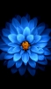 📱鮮やかな青い花 iPhone XS 壁紙・待ち受け