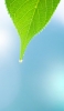 📱水滴したたる緑の葉っぱ iPhone XS 壁紙・待ち受け