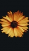 📱花びらの多い黄色の花 iPhone XS 壁紙・待ち受け