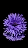 📱花びらの多い紫の花 iPhone 13 壁紙・待ち受け