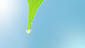 📱水滴 緑の葉 iPhone 12 Pro 壁紙・待ち受け