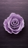 📱茶色のフロアー 薄い紫の薔薇 iPhone 13 壁紙・待ち受け