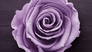 📱上から見た紫の薔薇 iPhone 13 Pro 壁紙・待ち受け