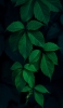 📱綺麗な緑の葉 iPhone 12 壁紙・待ち受け