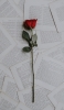📱一輪の赤い薔薇と白い紙 iPhone 12 Pro 壁紙・待ち受け