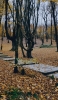 📱落ち葉がいっぱいの林 iPhone 12 Pro 壁紙・待ち受け