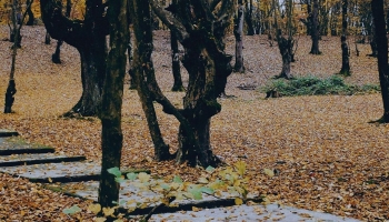 📱落ち葉がいっぱいの林 iPhone 12 Pro 壁紙・待ち受け