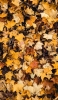 📱黄色い枯れ葉の絨毯 iPhone 12 Pro 壁紙・待ち受け