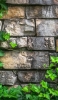 📱緑の葉と石の壁 iPhone 12 Pro 壁紙・待ち受け