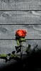 📱黒い木の板と赤い薔薇 iPhone 12 壁紙・待ち受け