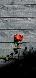 📱黒い木の板と赤い薔薇 iPhone 12 壁紙・待ち受け