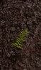 📱木の幹の表面と緑の草 iPhone 12 Pro 壁紙・待ち受け