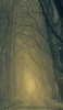 📱霧が立ち込めるほの暗い森 iPhone 12 Pro 壁紙・待ち受け