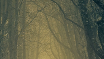 📱霧が立ち込める森 iPhone 13 壁紙・待ち受け