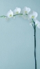 📱壁と綺麗な白い花 iPhone 13 Pro 壁紙・待ち受け