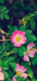 📱緑の草 ピンクと黄色の花 iPhone 12 Pro 壁紙・待ち受け