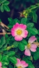 📱緑の草 ピンクと黄色の花 iPhone 13 Pro 壁紙・待ち受け