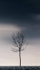 📱黒い空 冬の木漏れ日 iPhone 13 壁紙・待ち受け