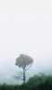 📱靄がかった緑の木と叢 iPhone 12 Pro 壁紙・待ち受け