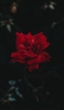 📱一輪の赤い薔薇 iPhone 12 Pro 壁紙・待ち受け