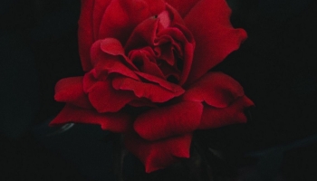 📱赤い薔薇 iPhone 12 壁紙・待ち受け