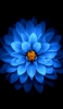 📱花弁の多い綺麗な青い花 iPhone 13 Pro Max 壁紙・待ち受け