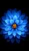 📱正面から撮影した綺麗な青い花 iPhone XS Max 壁紙・待ち受け