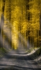 📱黄色の林道と黒い道路 iPhone 11 Pro Max 壁紙・待ち受け