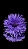 📱花弁の多い薄紫の花 iPhone 12 Pro Max 壁紙・待ち受け