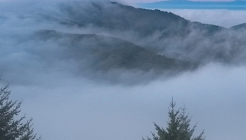 📱水色の空と霧立ち込める森 iPhone 12 Pro Max 壁紙・待ち受け