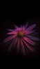 📱黒の背景 品のあるピンクの花 iPhone 13 Pro Max 壁紙・待ち受け