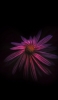 📱黒の背景 品のあるピンクの花 iPhone 12 Pro Max 壁紙・待ち受け
