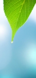 📱綺麗な緑の葉と雫 iPhone 11 Pro Max 壁紙・待ち受け