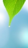 📱水滴が滴る緑の葉 iPhone XS Max 壁紙・待ち受け