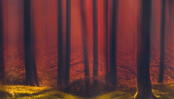 📱赤い森と苔生した大地 iPhone 11 Pro Max 壁紙・待ち受け