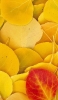 📱画面いっぱいの黄色とオレンジの銀杏 iPhone XS Max 壁紙・待ち受け