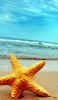 📱海 砂浜に刺さっているオレンジの大きなヒトデ iPhone 12 Pro Max 壁紙・待ち受け