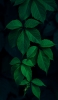 📱美しい緑の葉 iPhone 13 Pro Max 壁紙・待ち受け