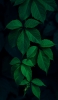 📱美しい緑の葉 iPhone 12 Pro Max 壁紙・待ち受け
