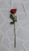 📱綺麗な赤い薔薇 英語の紙 iPhone 13 Pro Max 壁紙・待ち受け