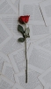 📱綺麗な赤い薔薇 英語の紙 iPhone 12 Pro Max 壁紙・待ち受け