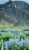 📱荒涼とした山と紫の花畑 iPhone 5 壁紙・待ち受け
