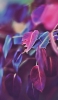 📱紫の綺麗な葉 iPhone 5 壁紙・待ち受け